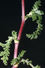 Anacyclus valentinus