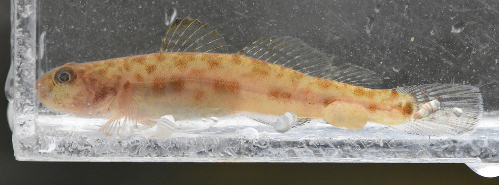 Bay Goby