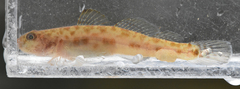 Lepidogobius lepidus