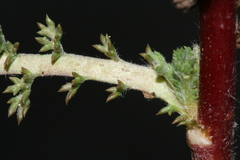 Anacyclus valentinus