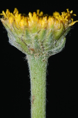 Anacyclus valentinus