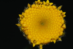 Anacyclus valentinus