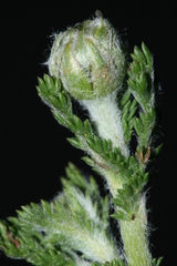 Anacyclus valentinus