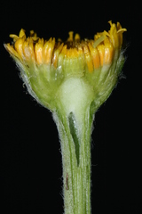 Anacyclus valentinus