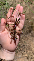Verbena brasiliensis