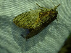 Peridea basitriens