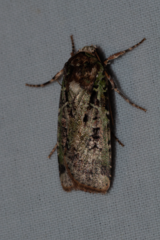 Mentaxya palmistarum