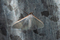 Palpita vitrealis