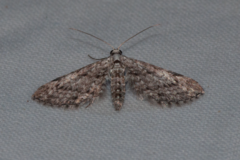 Eupithecia graphiticata