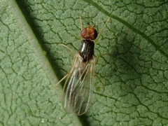 Chamaepsila
