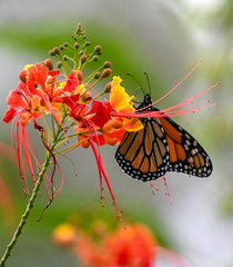 Danaus plexippus
