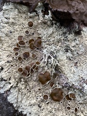 Arctoparmelia