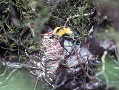 Setophaga chrysoparia