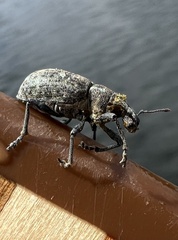 Trichalophus alternatus