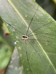 Leiobunum aldrichi