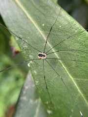 Leiobunum aldrichi