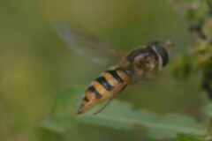 Epistrophe nitidicollis