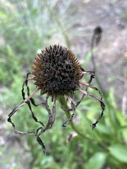 Echinacea laevigata