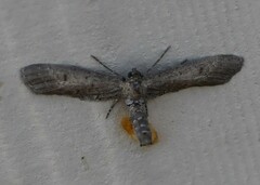 Glaucina erroraria
