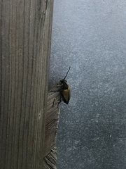 Trigonarthris subpubescens