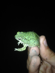 Anaxyrus debilis