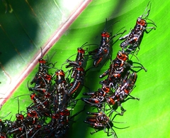 Chromacris psittacus