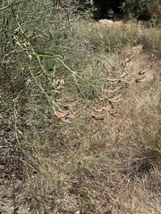 Verbena brasiliensis