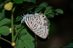 Leptotes pirithous