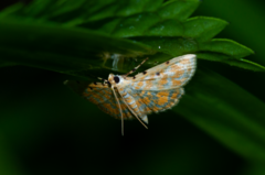 Notarcha quaternalis