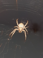 Larinioides sclopetarius