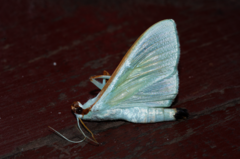 Stemorrhages sericea