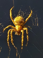 Larinioides sclopetarius