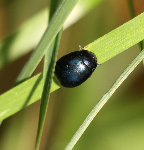 liskavka ľubovníková (Chrysolina varians)