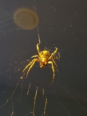 Larinioides sclopetarius