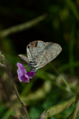 Leptotes pirithous