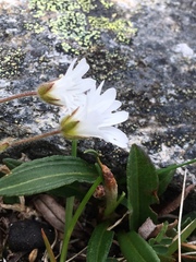 Cerastium nigrescens