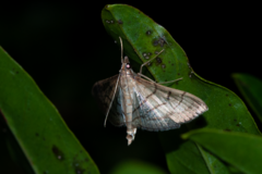 Marasmia trapezalis