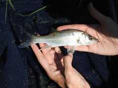 Centropomus parallelus