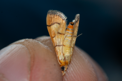 Orphanostigma haemorrhoidalis