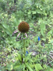 Echinacea laevigata
