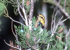 Setophaga chrysoparia