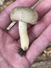 Russula pulverulenta