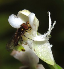 Argentinomyia agonis