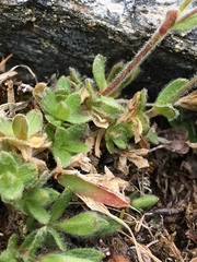 Cerastium nigrescens