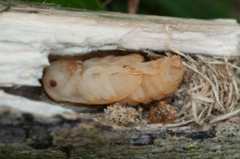 Pterolophia tuberculatrix