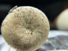 Russula pulverulenta