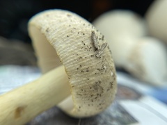 Russula pulverulenta