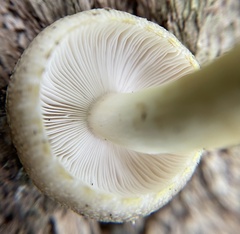 Russula pulverulenta
