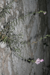 Antirrhinum tortuosum