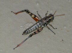 Agroecotettix modestus